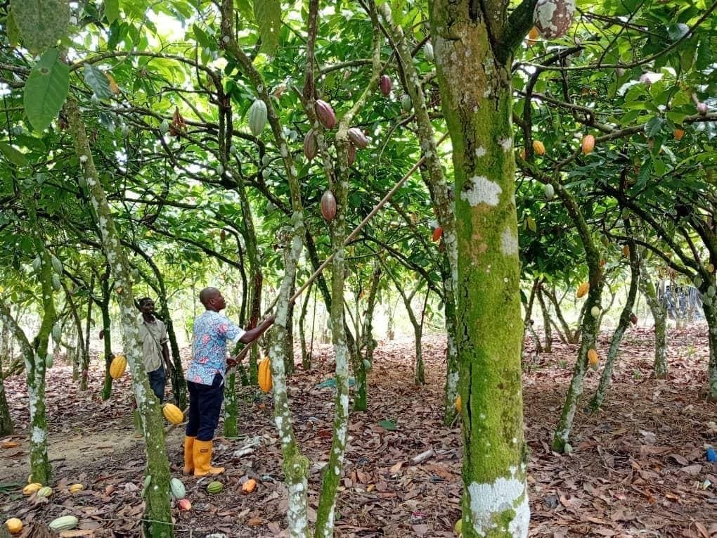 Cacao premium et programme Fine Flavor